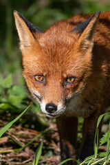 Fototapeta premium red fox portrait in the wild