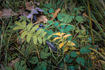 Bright leaves on a background of green grass. Herbal background and yellow leaves.