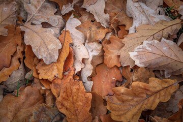 Fallen oak leaves. Background from autumn leaves. oak leaves on the ground