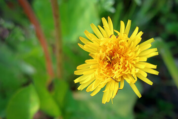 Yellow dandelion against blurred green grass. Meadow.