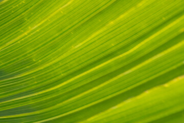 Green leaf texture for background. Soft focus.