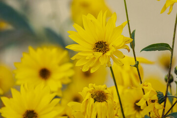 flowers of a yellow sun eye in autumn