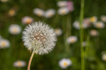 Fototapeta premium dandelion in the grass