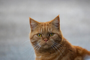 red British Shorthair cat looks cranky in the camera