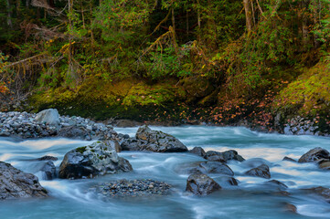 Fall Colors Along the Nooksack River in this Pacific Northwest Rain Forest.  Silky smooth water, reds and yellows, dominate the landscape of this Washington state destination near Mt. Baker, Washingto