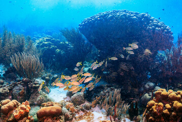 Caribbean coral garden
