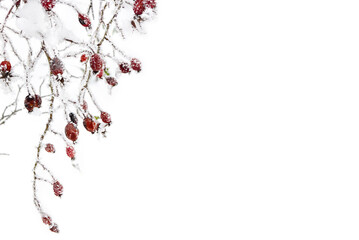 Branches with red fruits dog rose, briar ( Rosa rubiginosa, rose hips ) in of hoarfrost and in snow on a white background with space for text