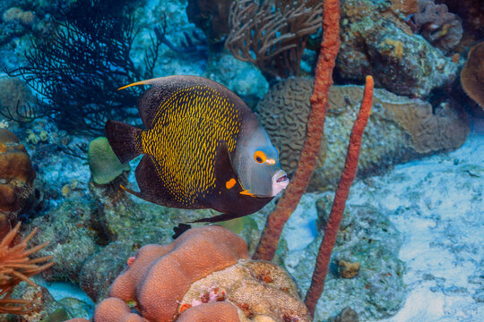 French angelfish,Pomacanthus paru