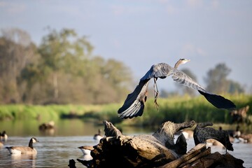 Blue Heron taking flight off a log. 