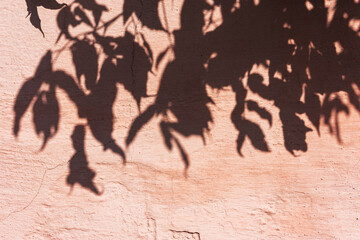 cream background with shadows from branches, tree leaves.