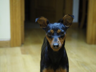 portrait of a little Pinscher