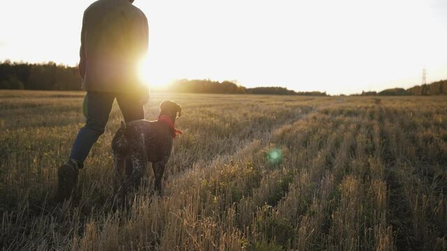 Devoted and loving dog breed Kurtzhaar follows close to his master