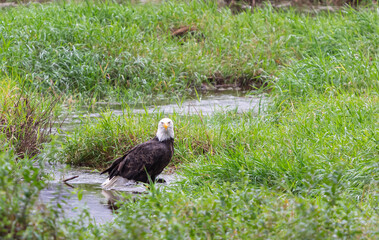 Bald Eagle walking across small stream in the field with green grass. Selective focus, travel photo, concept photo nature.