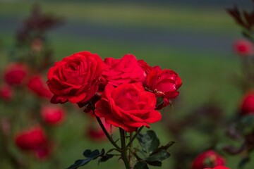 Red Roses Cluster
