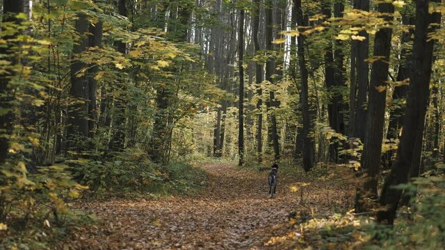 Hunting dog shorthaired pointer runs happily and fast in the autumn forest