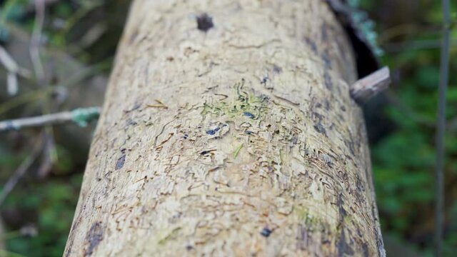 The tiny weevil beetle on the pine tree trunk