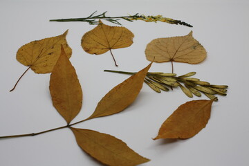 autumn leaves isolated on white