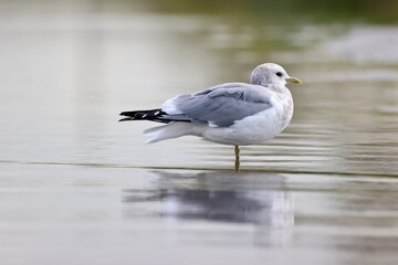 a sea gull perched on the beach.
