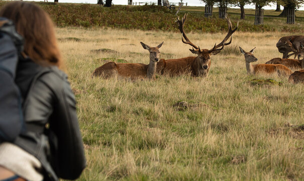Male red deer being photographed by a young female photographer at Richmond Park during the rutting period