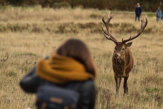 Young female photographer taking photos of a male red deer at Richmond Park during the rutting period