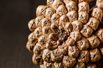 Close-up of the back of a pine cone isolated on black, showing the patterns of the fibonacci numbers.Pine cones on wooden background.
