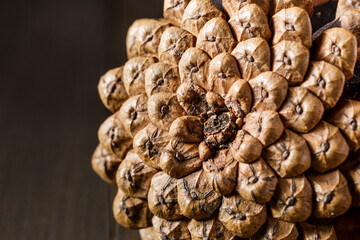 Close-up of the back of a pine cone isolated on black, showing the patterns of the fibonacci...