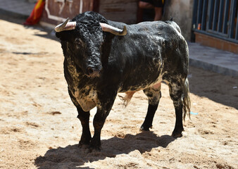 toro español con grandes cuernos en un espectaculo taurino en españa
