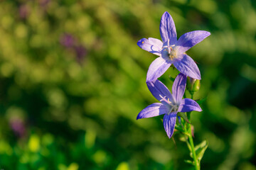 Close up shot of purple bellflowers (campanula poscharskyana) against green bokeh background