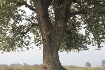 old tree full of growth