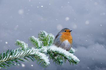 European Robin - Erithacus rubecula sitting, perching in snowy winter, spruce with the snow in the...