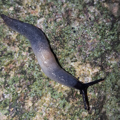 Slug