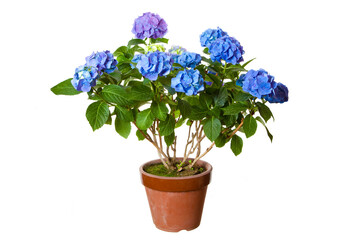 紫陽花の鉢植え