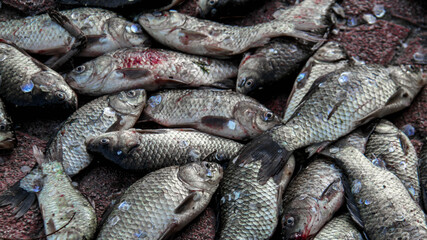 Obraz premium Close up of a pile of dead fish on the ground