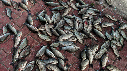 A pile of dead fish on the ground