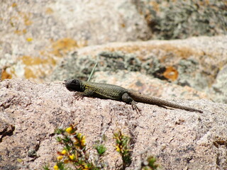 Lagarto cola espinuda