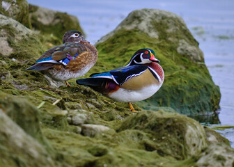 Couple of wood ducks (Aix sponsa) sitting mossy green recently exposed rocks, female and male in...