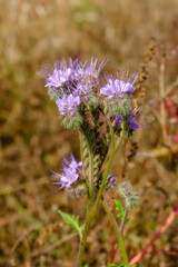 Phacelia tanacetifolia. Gorgeous blue flowers of amazing shape. They are used not only as decoration, but also as siderates in agriculture.