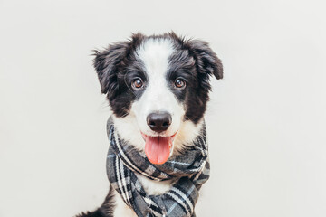 Funny studio portrait of cute smiling puppy dog border collie wearing warm clothes scarf around neck isolated on white background. Winter or autumn portrait of little dog.