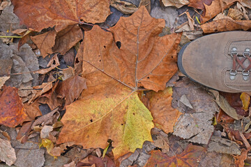 A hiker's boot amidst autumn leaves on the trail