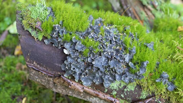 The small lichens on the green grassy ground