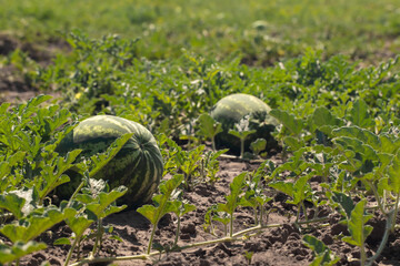 Large ripe watermelons in summer on melons