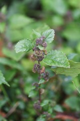 Hairy crabweed (Fatoua villosa) / Moraceae annual grass.
