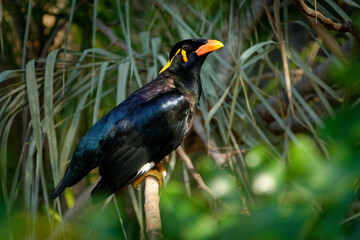 Common hill myna - Gracula religiosa, mynah or hill myna or myna bird, commonly seen in aviculture, member of starling family Sturnidae, hill regions of South Asia and Southeast Asia