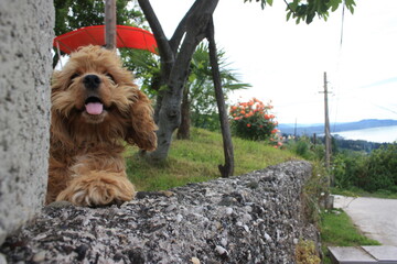 yorkshire terrier on the ground
