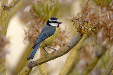 Tenerife Blue Tit - Cyanistes teneriffae species of bird in family Paridae, found in northern Africa and Canary Islands in temperate forests, this tit and Eurasian blue tit were considered conspecific