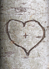 Obraz na płótnie Canvas Coração gravado na casca de árvore