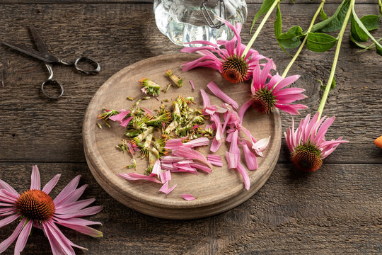 Preparation of herbal tincture from echinacea flowers