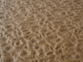 wet rippled sand on a beach at low tide with the imprints of bird tracks forming a pattern on the surface