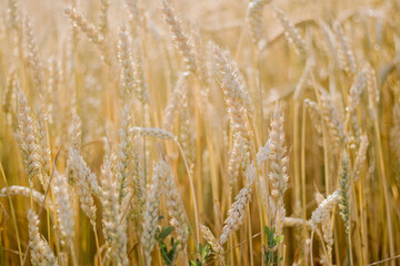 Golden wheat field in summer,, spikelets of ripe wheat close up agricultural background