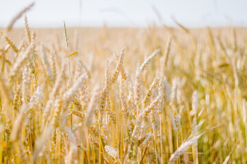 Fototapeta premium Spikelets of ripe wheat close up agricultural background